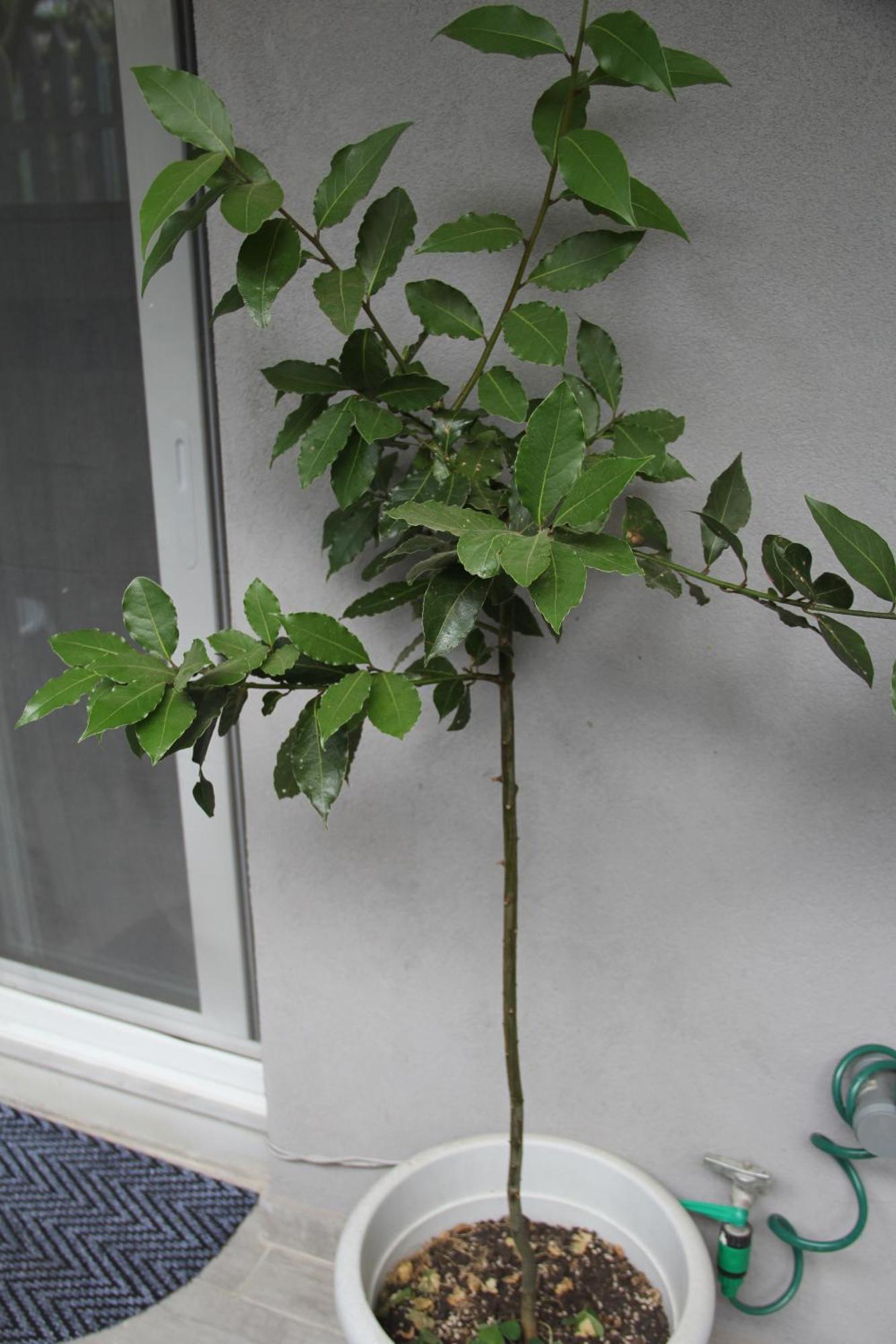 Apartment Patra Greece المظهر الخارجي الصورة